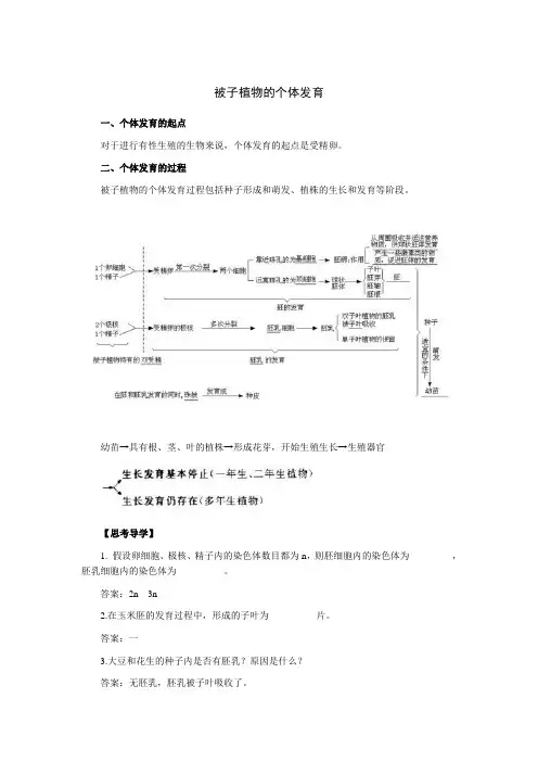 被子植物的发育