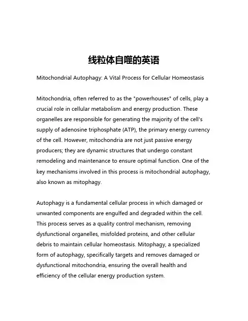 线粒体自噬的英语