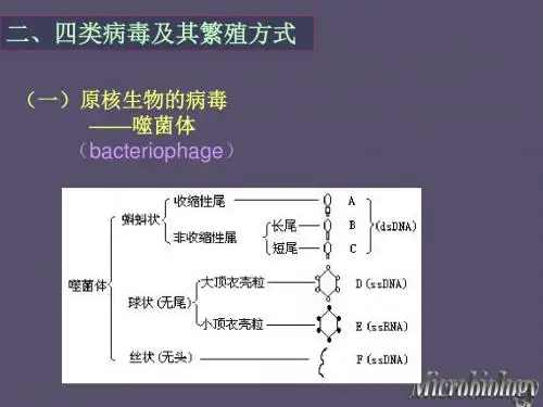 第三章 病毒和亚病毒-2