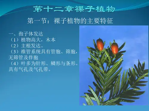 裸子植物
