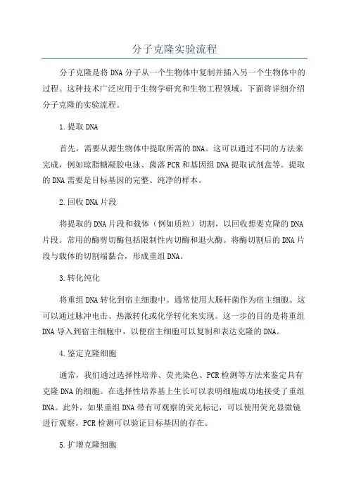 分子克隆实验流程