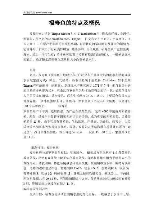 罗非鱼之--福寿鱼