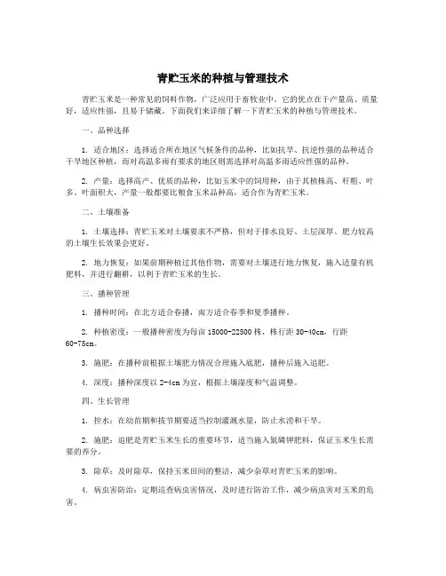 青贮玉米的种植与管理技术