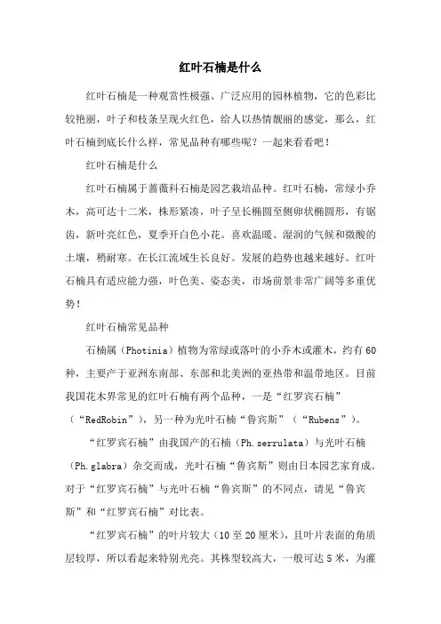 红叶石楠是什么