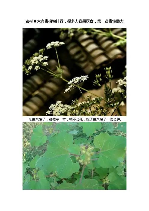 农村8大有毒植物排行，很多人容易误食，第一名毒性最大