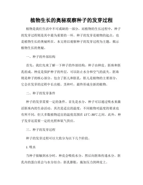 植物生长的奥秘观察种子的发芽过程