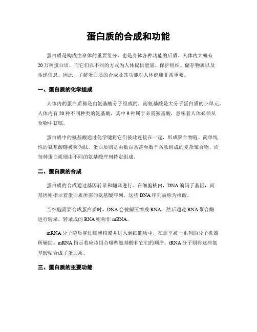 蛋白质的合成和功能