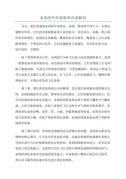 家鸽的外形观察和内部解剖