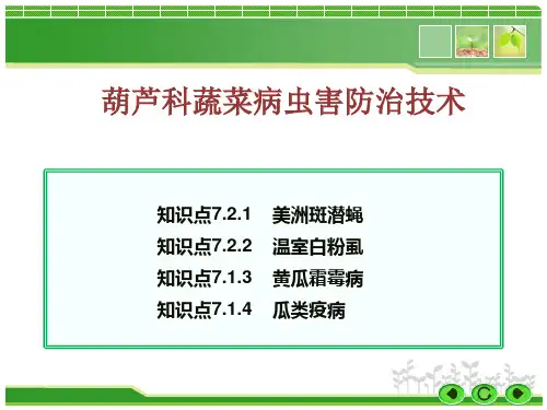 葫芦科蔬菜病虫害防治技术