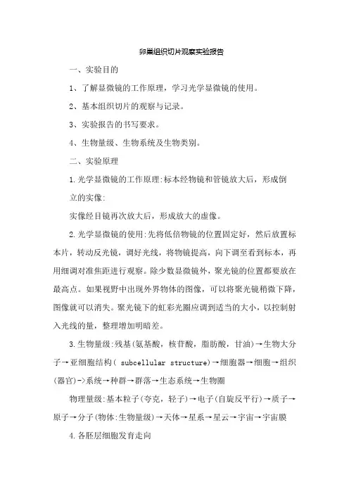 卵巢组织切片观察实验报告