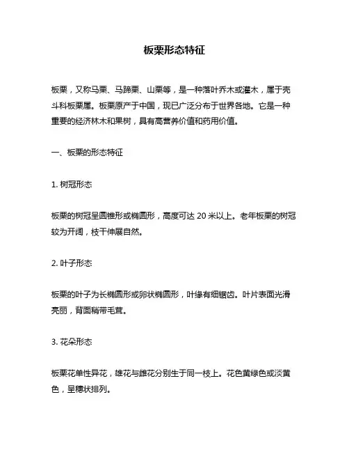 板栗形态特征