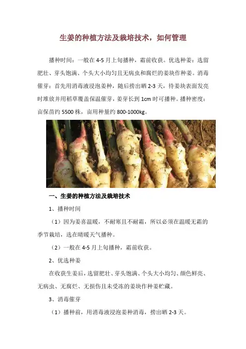 生姜的种植方法及栽培技术,如何管理