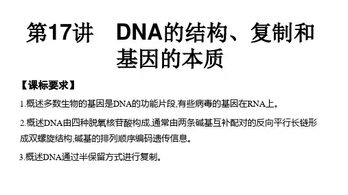 第17讲  DNA的结构、复制和基因的本质-高考生物一轮复习课件