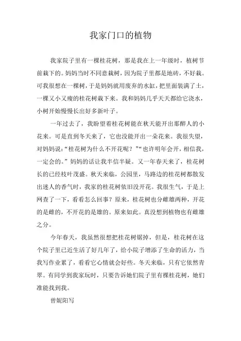 我家门口的植物