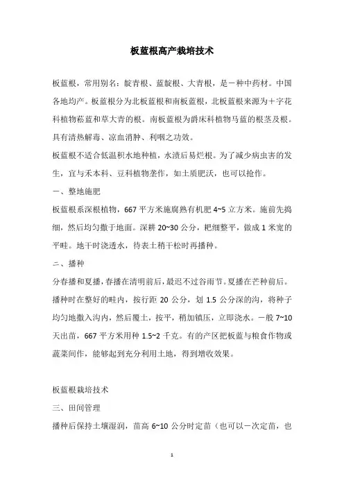 板蓝根高产栽培技术