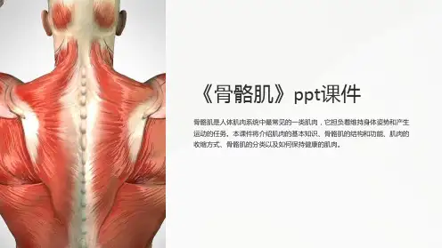 《骨骼肌》课件