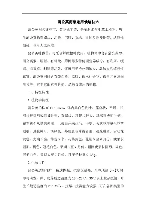 蒲公英药菜兼用栽培技术