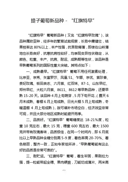 提子葡萄新品种-“红旗特早”