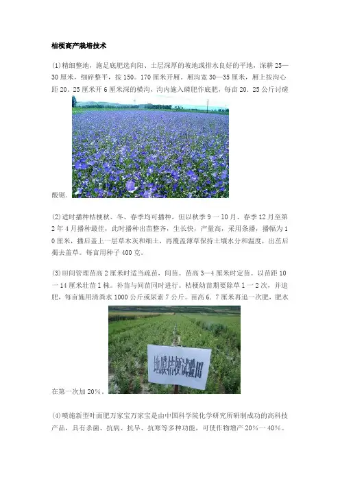 桔梗高产栽培技术