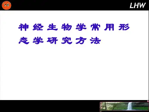 神 经 生 物 学 常 用 形 态 学 研 究 方 法