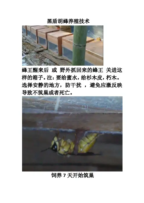 黑盾胡峰养殖技术