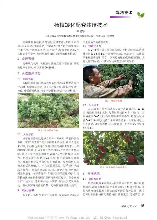 杨梅矮化配套栽培技术