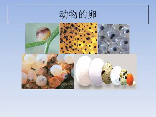 四年级下册科学课件《动物的卵》 教科版 (共30页)PPT