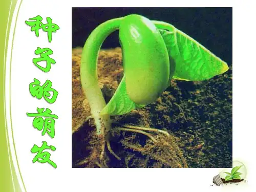 《种子的萌发》被子植物的一生8-人教版七年级生物上册PPT课件