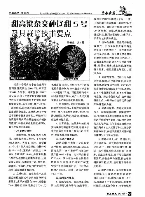 甜高粱杂交种辽甜5号及其栽培技术要点