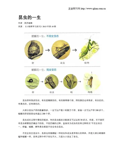 昆虫的一生