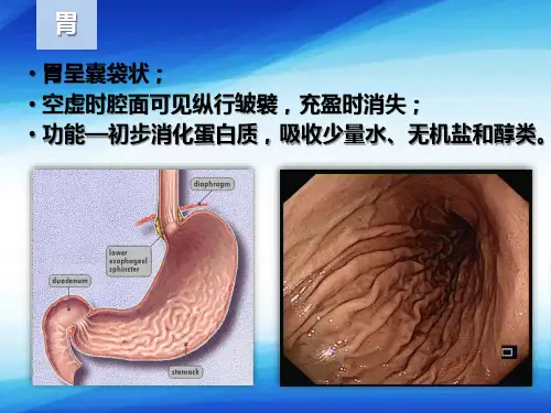 消化系统—胃(组织学与胚胎学课件)