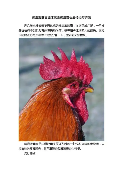 鸡滑液囊支原体感染鸡滑囊炎最佳治疗方法
