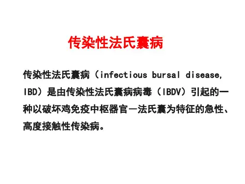 禽病学  传染性法氏囊病