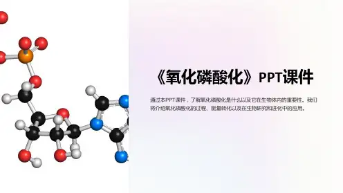 《氧化磷酸化》课件