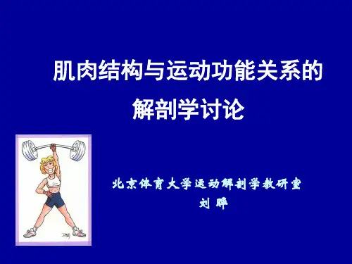 肌肉结构与运动功能关系的解剖学讨论