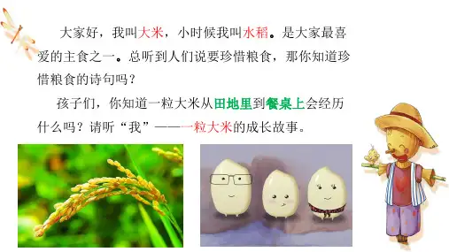 一粒米的成长故事ppt课件