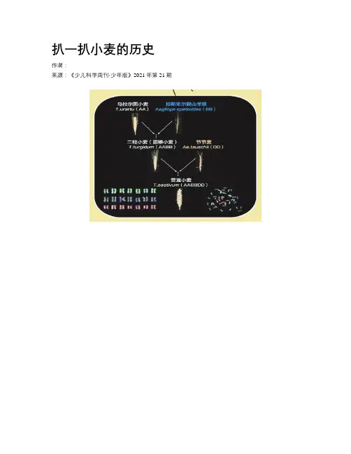 扒一扒小麦的历史