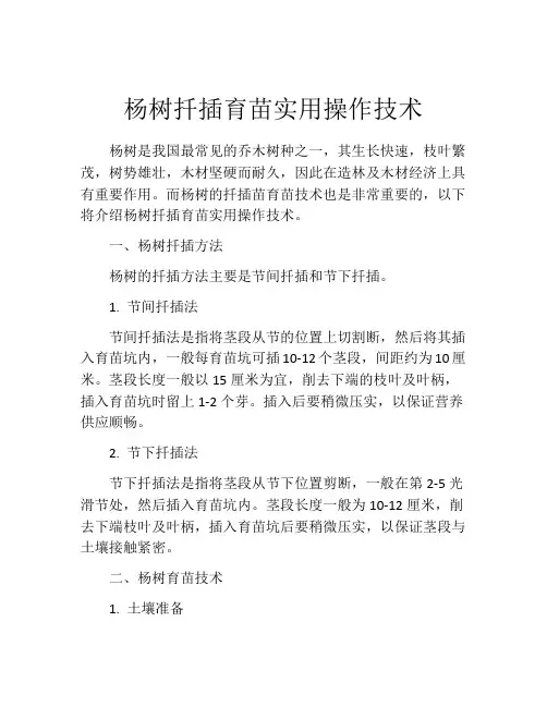 杨树扦插育苗实用操作技术