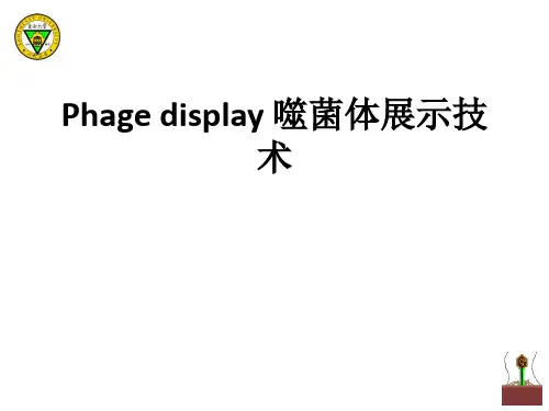 Phage display 噬菌体展示技术ppt课件