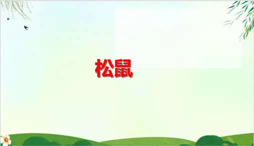 (五上)五年级上册第17课 松鼠 PPT精品课件 部编版