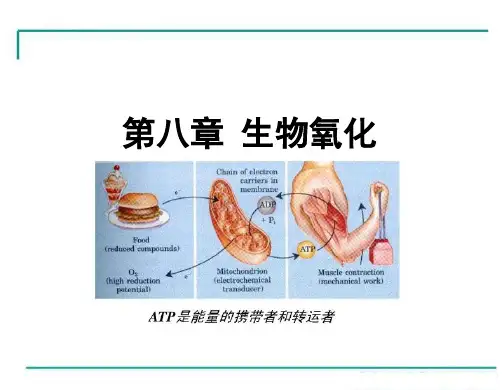 生物化学58 第八章 生物氧化