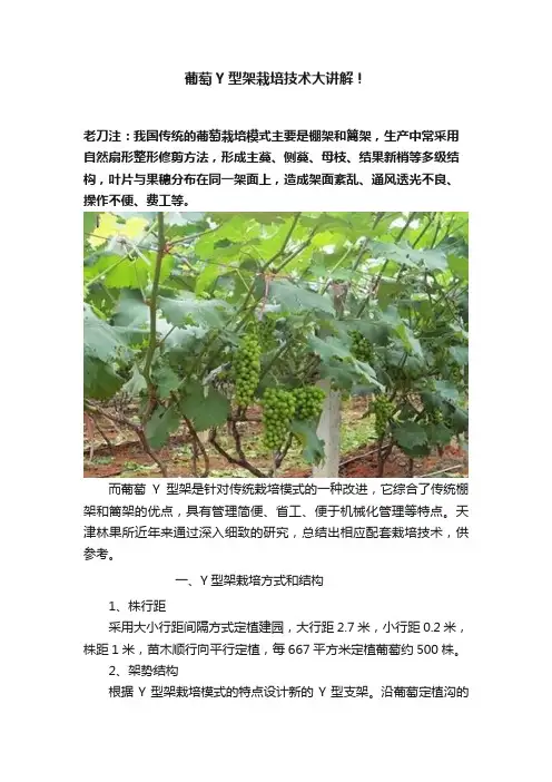 葡萄Y型架栽培技术大讲解！