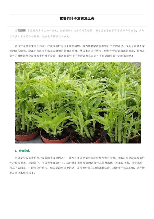 富贵竹叶子发黄怎么办