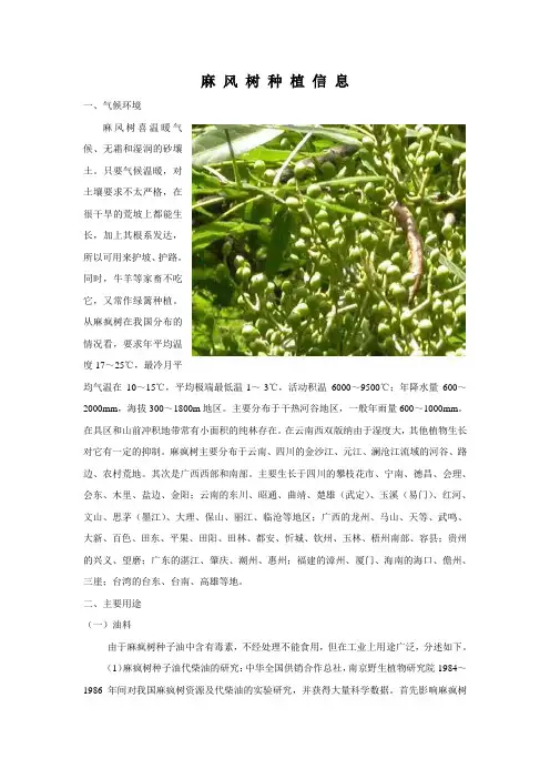 麻 风 树 种 植 信 息