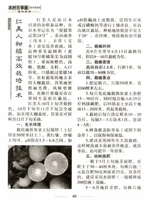 红美人柑橘高效栽培技术