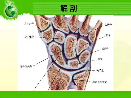 腕关节骨折PPT课件