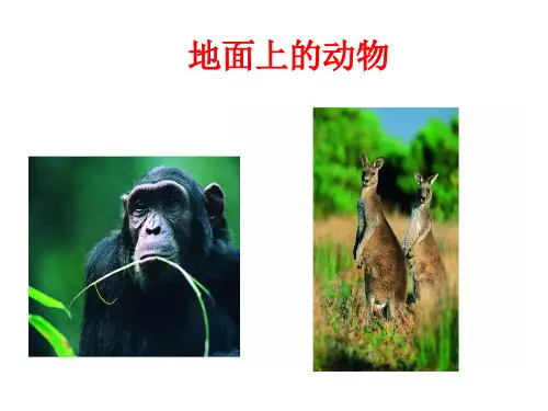 苏科版七年级下册生物 1地面上的动物 课件