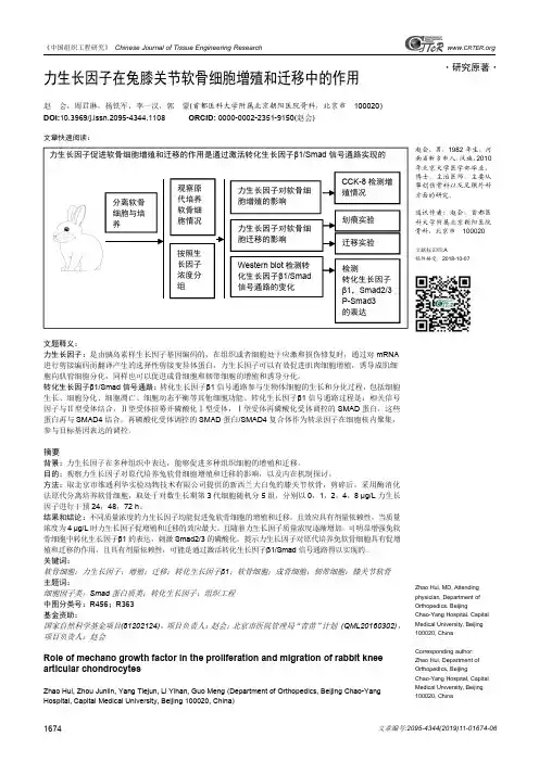 力生长因子在兔膝关节软骨细胞增殖和迁移中的作用