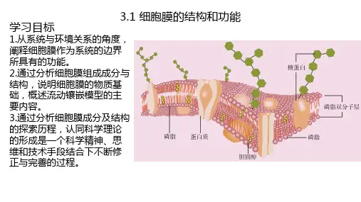 3.1细胞膜的结构和功能课件(共24张PPT)人教版2019高中生物必修一