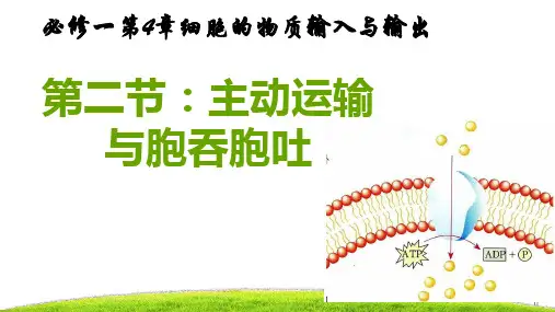新版人教版高中生物学必修一第四章第二节主动运输与胞吞胞吐